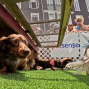 Wiener Races