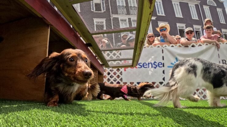 Wiener Races