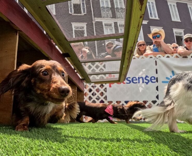 Wiener Races